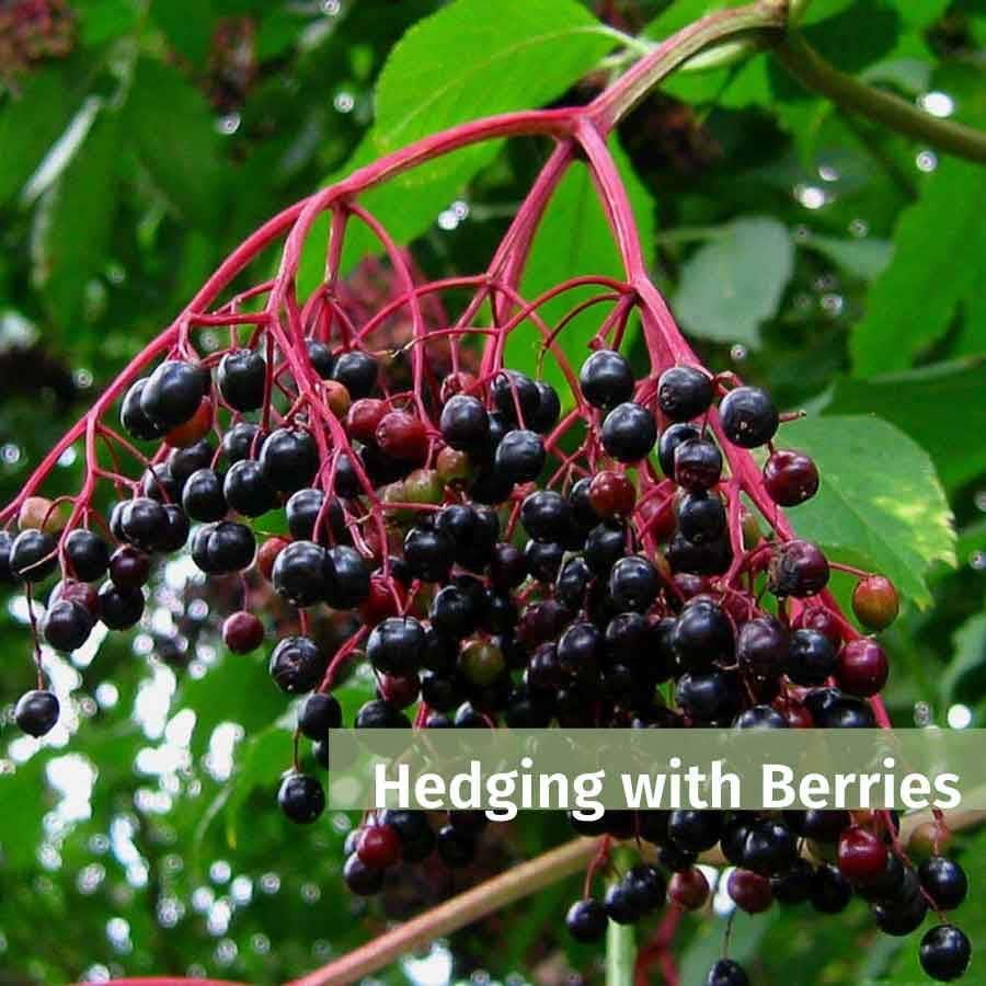 Why choose hedges with berries?