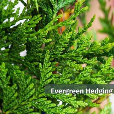Evergreen Hedging 