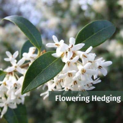 Flowering hedging