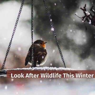Look After Wildlife This Winter