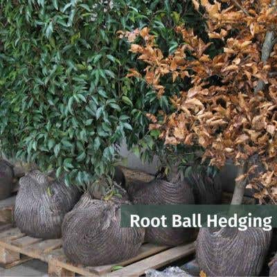 Root Ball Hedging 