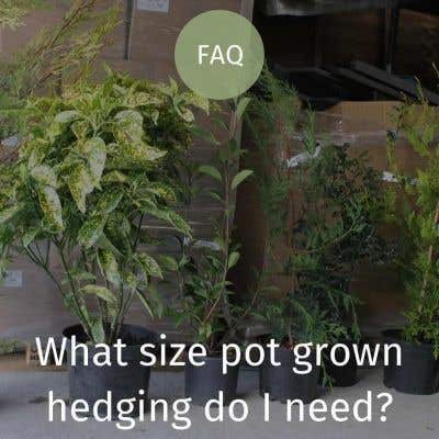 What size pot grown hedging plant do I need?