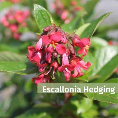 Escallonia Hedging