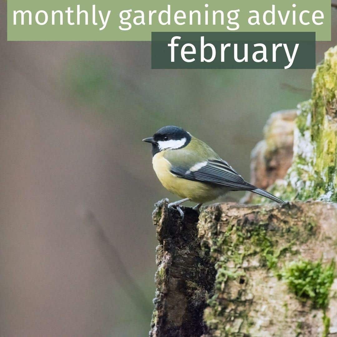 February Gardening Advice 