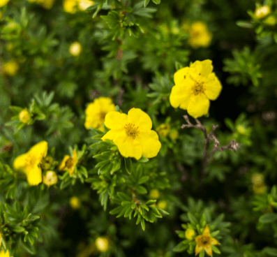 Flowering Hedges