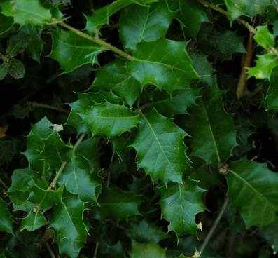 Spikey Hedging