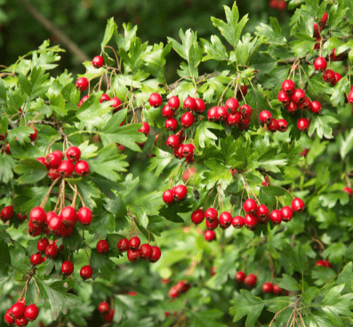 Wildlife Hedges