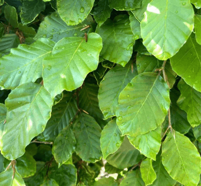 Native Hedging