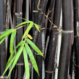 Black Bamboo stems
