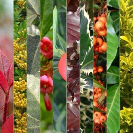 Tapestry hedge pack - Maximum Colour | 10 plants 40/60cm Pot Grown x100
