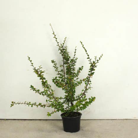 Himalayan Cotoneaster 40/60cm 2L pot