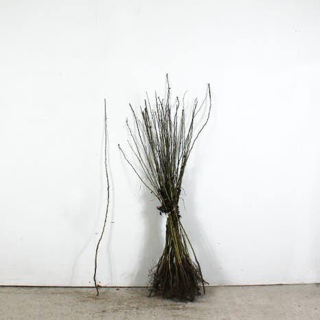 Hawthorn 90/120cm bare root 