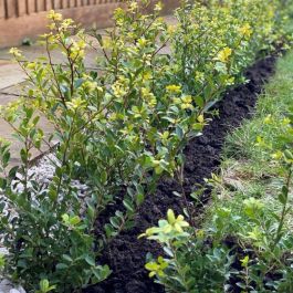 Ilex crenata hedge plants - Nathan Morrison Butcher