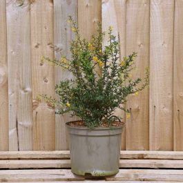 Berberis Evergreen 30/50cm 5L pot