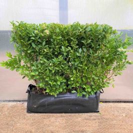 Privet 53L 80/100cm 1 metre trough