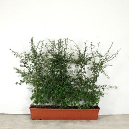 Hawthorn 53L 80/100cm 1 metre trough