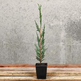 Leylandii 30/40cm 9cm Pot
