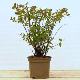 St John's Wort 30/50cm 5L pot