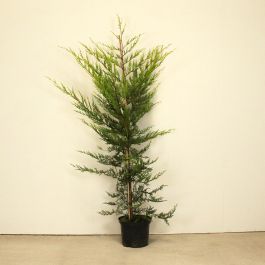 Leylandii 120/150cm 10L pot
