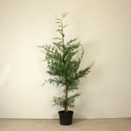 Leylandii 150/175cm 10L pot