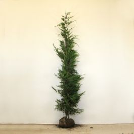 Leylandii 200/225cm root ball