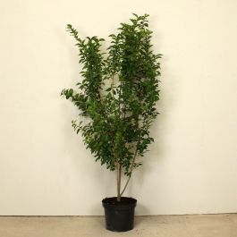 Common Privet 150/175cm 15L pot