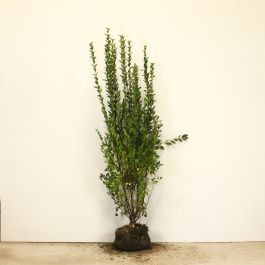 Privet 150/175cm root ball