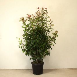 Photinia 'Red Robin' 120/150cm 7L pot