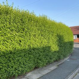 Privet hedge 
