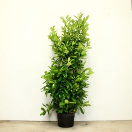 Cherry Laurel 175/200cm 15L pot