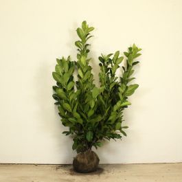 Cherry laurel 100/125cm root ball