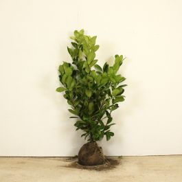 Cherry laurel 80/100cm root ball