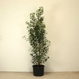 Portuguese Laurel 120/150cm 15L pot