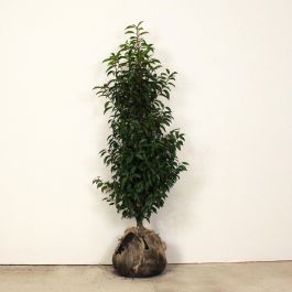 Portuguese laurel 100/125cm root ball
