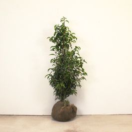 Portuguese laurel 80/100cm root ball