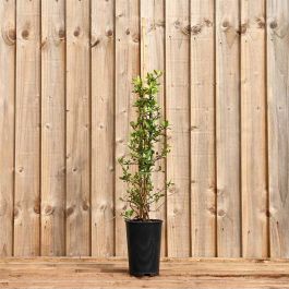 Pyracantha Red 40/60cm 2L Pot