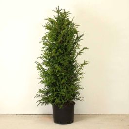 English Yew 120/150cm 20L pot