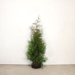 Western Red Cedar 125/150cm root ball