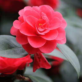 Japanese Camellia 