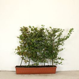Hornbeam 40L 80/100cm 1 Metre Trough