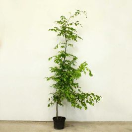 Hornbeam 150/175cm 10L pot