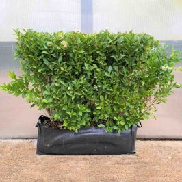 (Ligustrum ovalifolium) Privet 53L 80/100cm 1 Metre trough