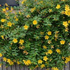 Hypericum 'Hidcote' hedging shrub