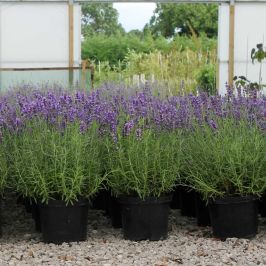 Lavender Hidcote hedge plants pot grown on our nursery