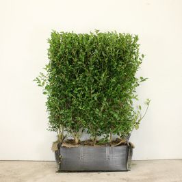Privet 76L 160/180cm 1 Metre Trough