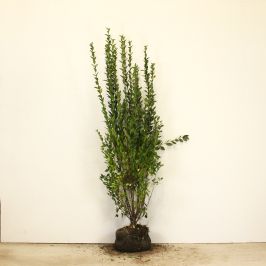 Privet 150/175cm Root ball 