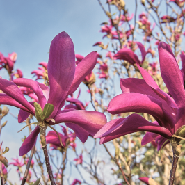 Magnolia Susan
