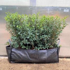 Osmanthus burkwoodii 50/60cm 1 Metre trough