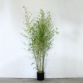 Golden Bamboo 150/200cm 10L pot 