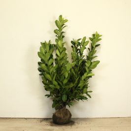 Cherry laurel 100/125cm Root ball  